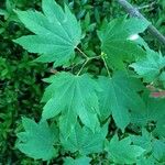 Acer circinatum পাতা