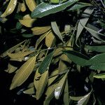 Manilkara paraensis Leaf