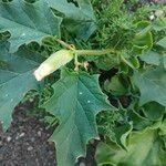 Datura stramonium Leaf