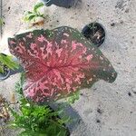 Caladium bicolorLeaf