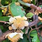 Actinidia deliciosa Квітка