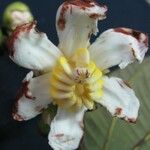 Bellucia pentamera Flower