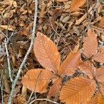 Fagus grandifolia Leaf