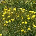 Linum flavum Bloem