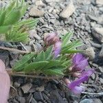 Astragalus leontinus Folla