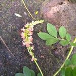 Indigofera spicata Blomst