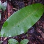 Pouteria virescens Blad