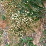 Vernonanthura tweedieana Λουλούδι