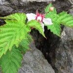 Rubus microphyllus Flor