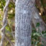 Planchonella crenata 樹皮