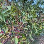 Pistacia atlantica Fruit