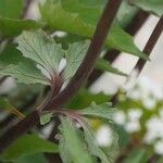 Valeriana tripteris Leaf