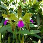 Cattleya bicolor Virág