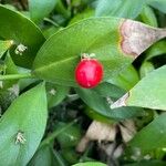 Ruscus hypophyllum Fruit
