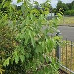 Prunus serotina Φύλλο