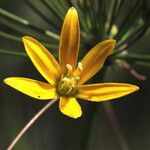 Bloomeria crocea Virág