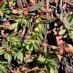 Hypericum brevistylum