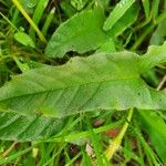 Ipomoea mombassana Leaf