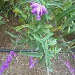 Salvia leucantha Leaf