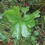 Darmera peltata Leaf