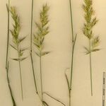 Helictochloa pratensis Autre