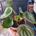 Peperomia argyreia Folha