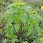 Salvia hispanica Plante entière