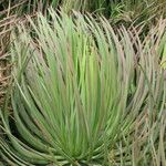 Agave stricta ശീലം