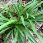 Agapanthus spp. Blad