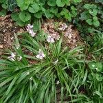 Hyacinthoides hispanica Flors