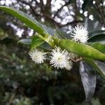 Aphloia theiformis Flower