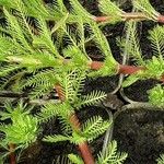 Myriophyllum aquaticum Corteccia