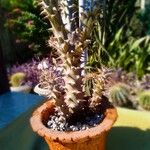 Edithcolea grandis Leaf