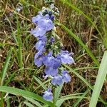 Salvia azurea 花