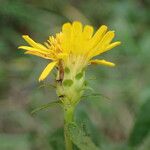 Inula spiraeifolia Flower