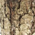 Pinus strobus Bark