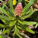 Protea caffraFlower