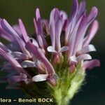 Astragalus glaux Kvet
