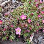 Saxifraga hypnoides Květ