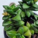 Crassula rupestris List