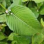 Persicaria campanulata Leaf