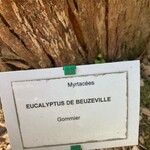 Eucalyptus pauciflora Прочее
