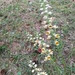 Digitalis ferruginea Blomst