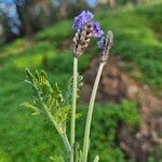 Lavandula multifida 花