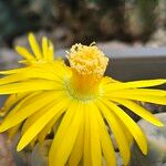 Lithops pseudotruncatellaFlower