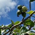 Cordia sebestena Vaisius