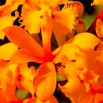Epidendrum fulgens Fleur