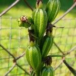 Cephalanthera damasonium Fruitua