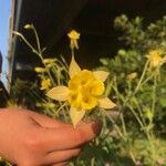 Aquilegia chrysantha Λουλούδι