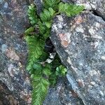 Asplenium marinum Leaf